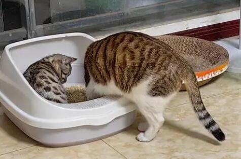 猫吃猫砂是什么原因