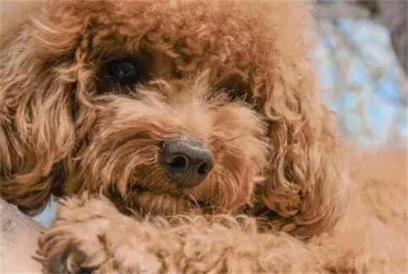 泰迪犬的五大挑战：为何不是每个人都适合养？