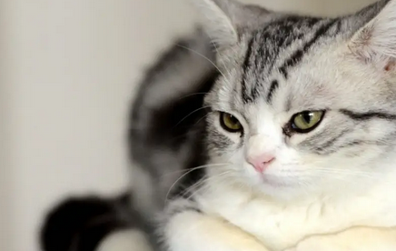 猫得膀胱炎怎么治 猫得膀胱炎怎么治