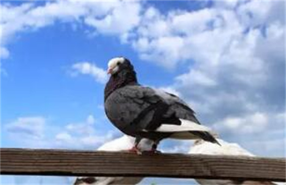 鸽子尾羽多少根 鸽子尾羽多少根