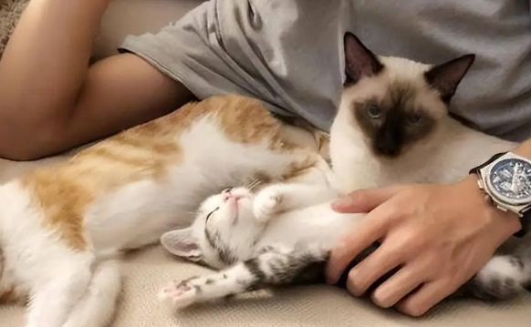 猫的性格反映主人的性格
