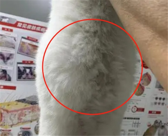 猫传腹是不是爱喝水