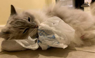 猫吃塑料袋怎么回事