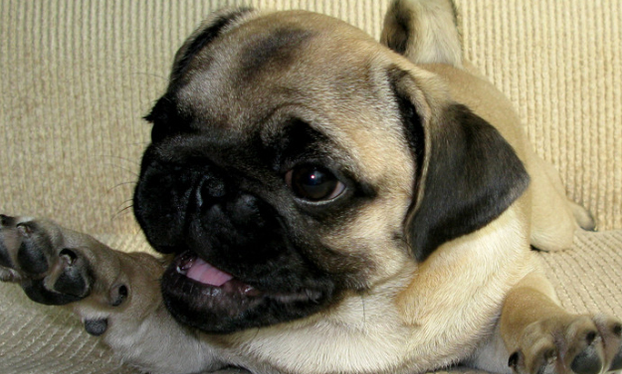 饲养巴哥犬，需要注意这些问题哦！