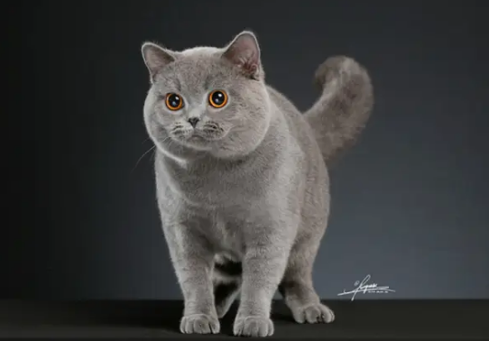 如何挑选一只合格的英国短/长毛猫？
