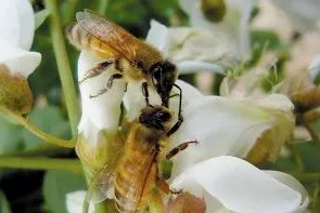蜜蜂是昆虫类吗