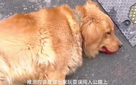 金毛犬躺在路中间奄奄一息，好心夫妻俩出手了！