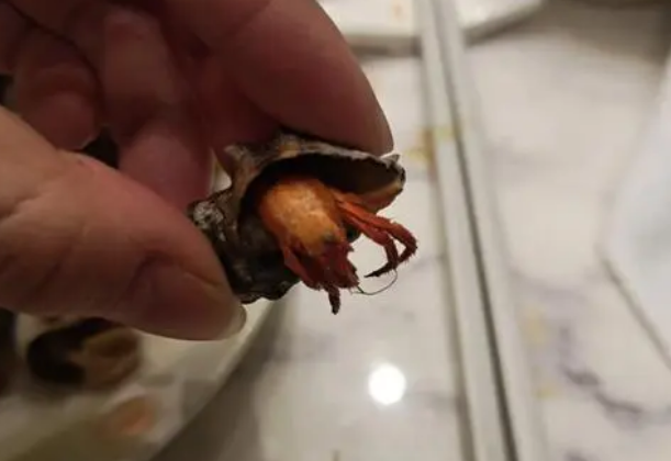 寄居蟹如何食用