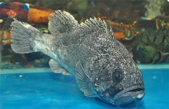 野生溪流石斑鱼