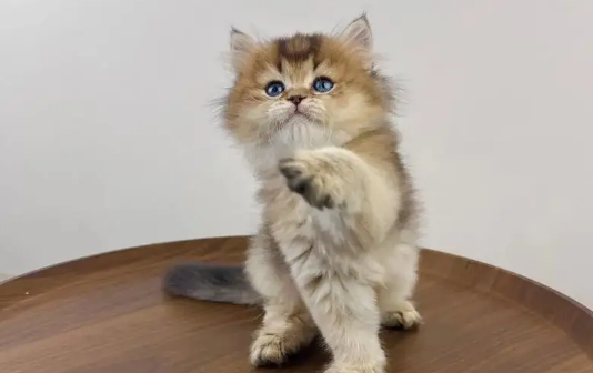 打死一只猫真的会有报应吗?