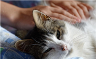 猫的背脊为什么不能捏