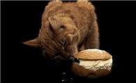 猫吃面包吗