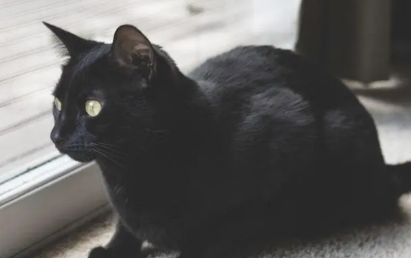 纯黑的猫是什么品种?