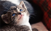 黑猫肚皮白四脚白