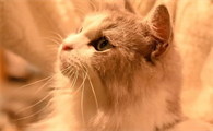 猫抽搐吐白沫过一会又跟没事一样