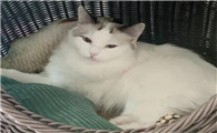 房间里有猫臭味怎么去除