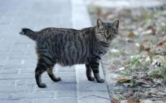 断尾猫在风水上代表什么