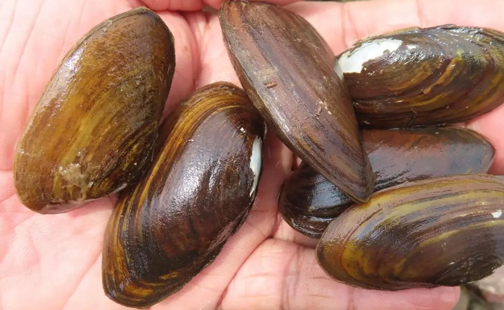 河蚌怎么开壳