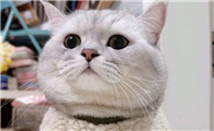 猫吃了葱多久会有反应