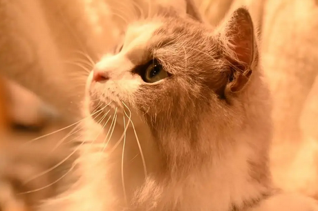 猫抽搐吐白沫过一会又跟没事一样