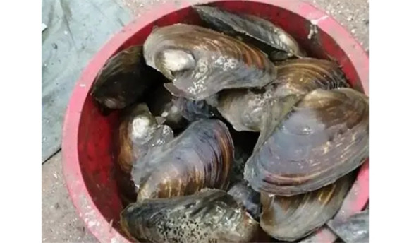 大河蚌多少钱一斤 大河蚌多少钱一斤