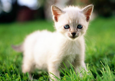 刚出生的小猫会动吗?