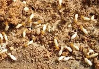上门灭白蚁要多少钱