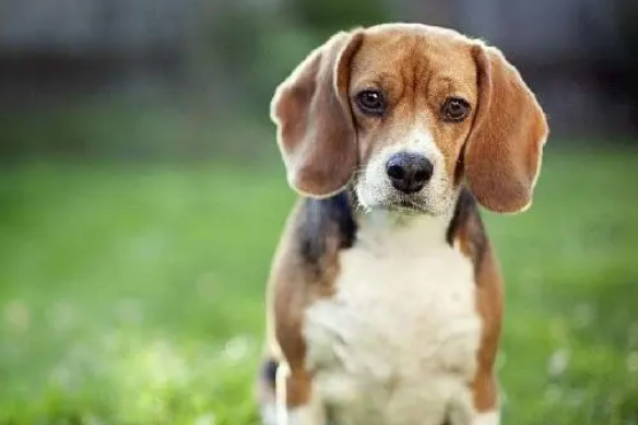 比格犬为什么很少人养