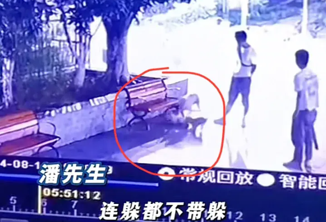 重庆男子虐杀多只流浪猫，先用棍打后让狗咬