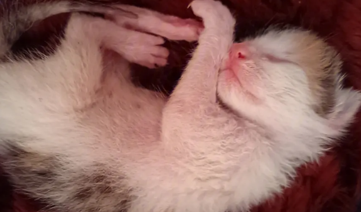 第一次配猫需要几天