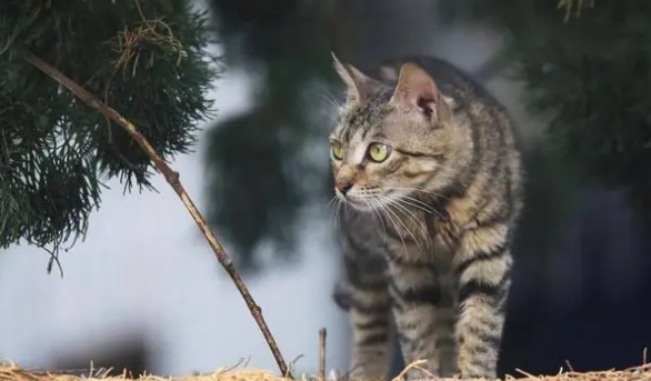 为什么狸花猫弃养率这么高?网友:不敢再养了! 为什么狸花猫弃养率这么高?网友:不敢再养了!