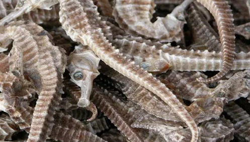 海马干多少钱一斤