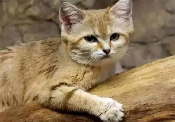 猫吃兔子吗 猫吃兔子吗