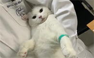 猫传腹腹水多久能消除