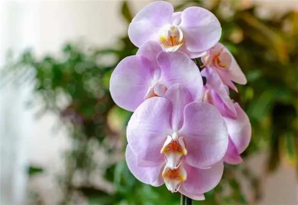 蝴蝶兰花的养法