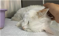 猫传腹是什么