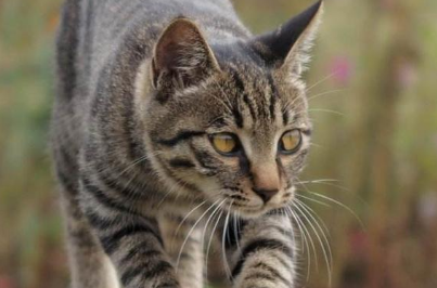 狸花猫走红揭秘：独特魅力引领宠物新风尚