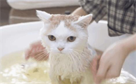 猫打完疫苗多久可以洗澡