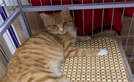 猫打喷嚏流鼻涕吃什么药