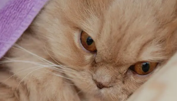 “波斯猫”的弃养率为何这么高?网友:这几点没人能接受 “波斯猫”的弃养率为何这么高?网友:这几点没人能接受
