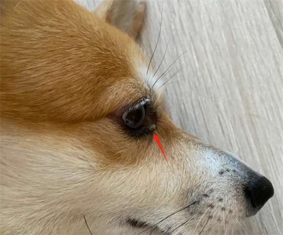 狗狗白眼屎最怕三个地方 狗狗白眼屎最怕三个地方