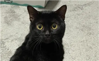 黑猫适合什么人养