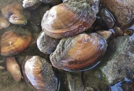 河蚌属于发物吗 河蚌属于发物吗