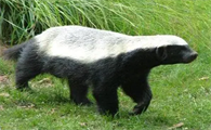 蜜獾基本信息，大家一起来了解下