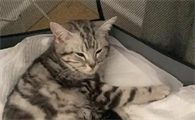 大猫生产后没奶什么原因