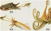 八爪鱼是章鱼吗是墨鱼吗