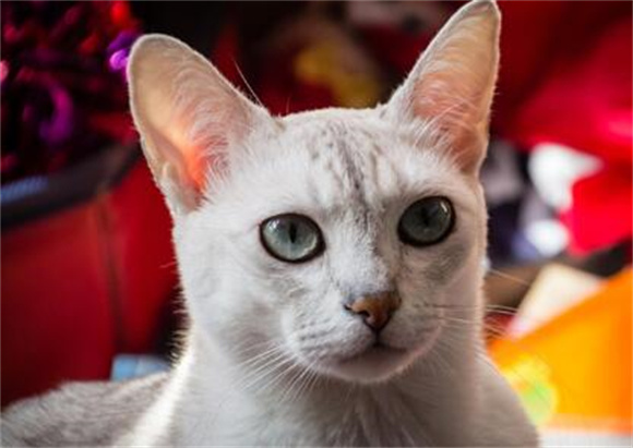 波米拉猫的性格解密:了解这些特点,让你更懂它 波米拉猫的性格解密:了解这些特点,让你更懂它