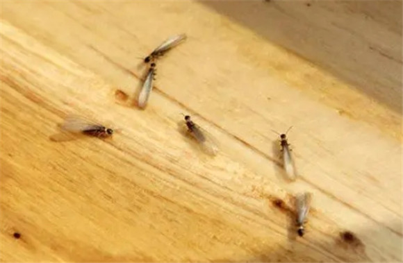 灭杀飞蚁白蚁 灭杀飞蚁白蚁