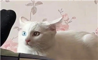 好奇害死猫
