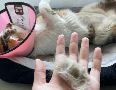 三花猫掉毛严重怎么办 三花猫掉毛严重怎么办